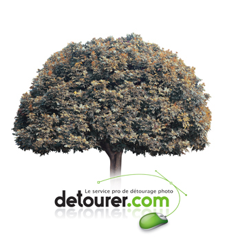 arbre-1644-ga