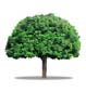 arbre-1232-g