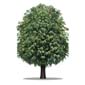 arbre-1234