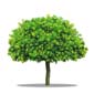 arbre-1258-g2