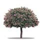 arbre-1495-o