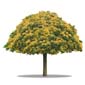 arbre-1634-y