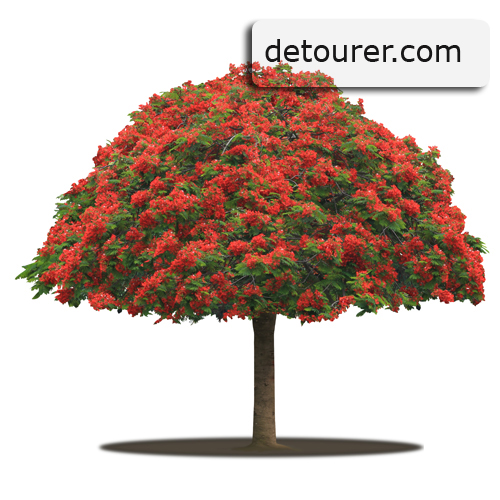 arbre-detoure